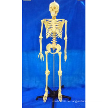 168 Cm menschliches Skelett-Knochen-Plastikmodell für medizinische Demonstration (R020103A)